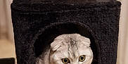 Hermes participe au concours pour gagner de l'argent avec cette photo : animal, beige, black, cat, cozy, cubby, curious, cute, ears, eyes, feline, fur, home, indoor, paw, pet, resting, scottish_fold, scratching_post, whiskers