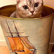 Hermes a rejoint le concours — aidez-le/la à gagner de superbes lots ! animal, cat, close_up, container, curious, decorative_bin, ears, floor, fur, indoor, painted_bin, pet, portrait, sailing_ship, scottish_fold, tile_floor, trash_bin, wall, whiskers, wide_eyes