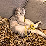 Hermes participe au concours pour gagner de l'argent avec cette photo : animal, ball_of_yarn, blanket, cat, couch, cozy, feline, folded_ears, furry, gray_cat, indoor, leopard_print, paws, pet, playful, relaxed, sitting, tail, whiskers, yarn