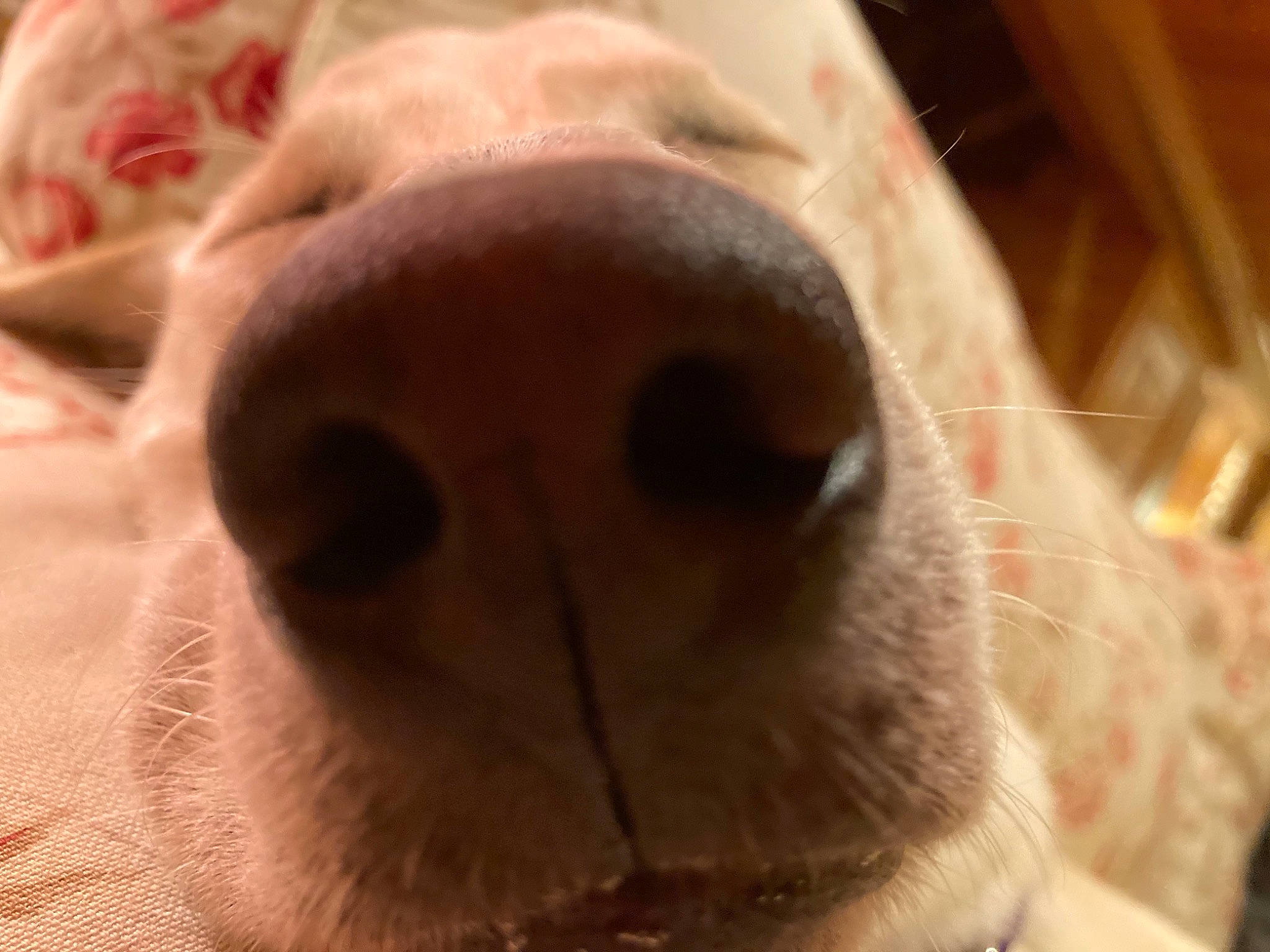 Avril is registered to the contest to win money with this photo: canidae, carnivore, close_up, comfort, companion_dog, dog, dog_breed, ear, fawn, felidae, fur, liver, nose, small_to_medium_sized_cats, snout, sporting_group, terrestrial_animal, toy_dog, whiskers, wrinkle