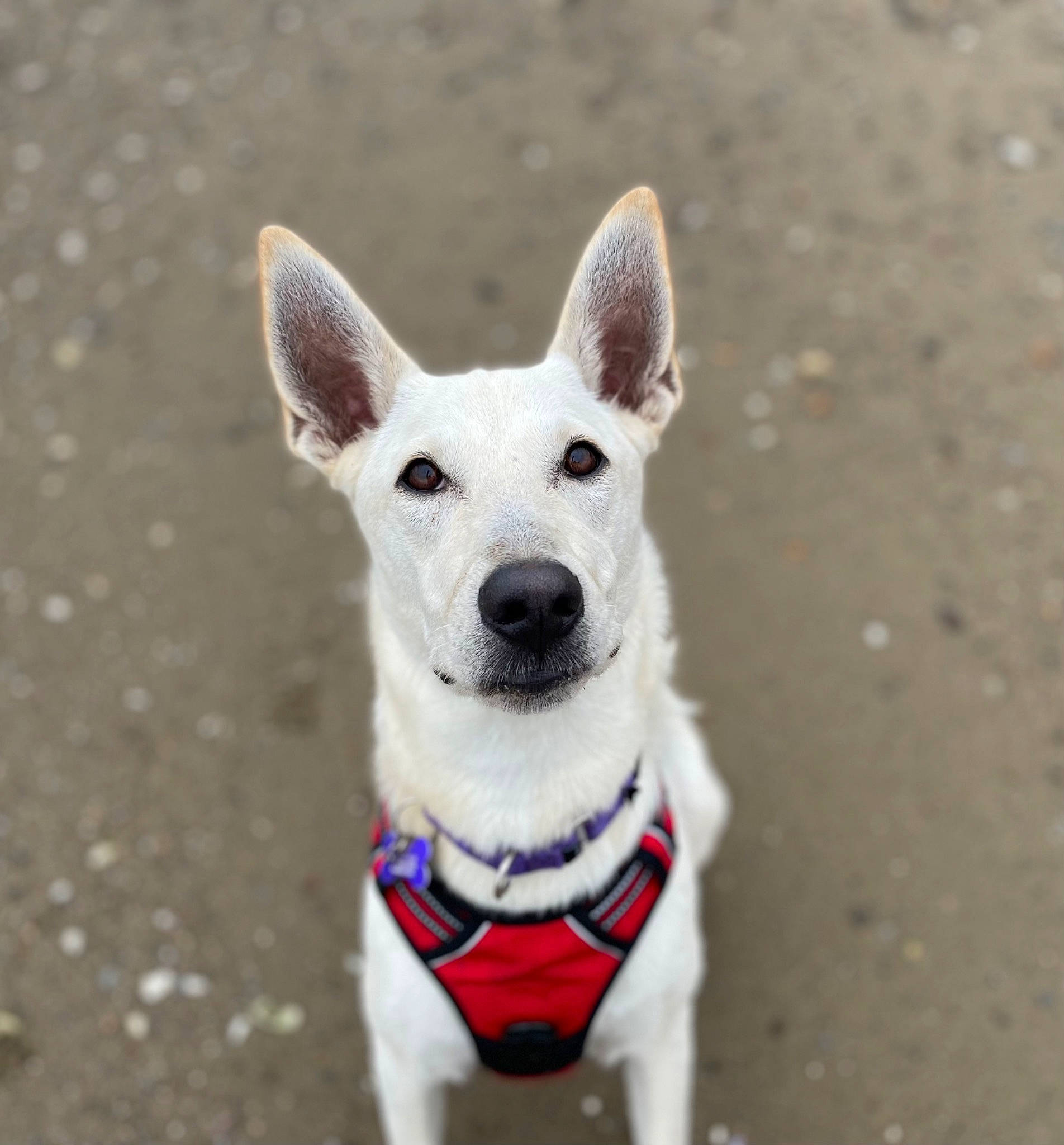 Avril joined the competition — help win amazing prizes! bicycle, canidae, carnivore, collar, companion_dog, dog, dog_breed, dog_collar, dog_supply, fawn, leash, non_sporting_group, paw, puppy, snout, sporting_group, tail, terrestrial_animal, whiskers, working_animal