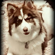 Gizmo is registered to the contest to win money with this photo: dog, husky, pet, fur, fluffy, portrait, close_up, collar, id_tag, eyes, ears, nose, tongue, sitting, indoor, rug, sepia_filter, vignette, domestic_animal, mammal