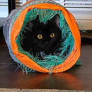 Tarin is registered to the contest to win money with this photo: animal, black_cat, carpet, cat, curious, cute, domestic, ears, feline, floor, fur, home, indoor, looking, pet, playful, toy, tunnel, whiskers, yellow_eyes