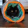 animal, black_cat, carpet, cat, curious, cute, domestic, ears, feline, floor, fur, home, indoor, looking, pet, playful, toy, tunnel, whiskers, yellow_eyes