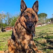 Freya a rejoint le concours — aidez-le/la à gagner de superbes lots ! german_shepherd, dog, animal, pet, outdoor, grass, sunlight, shadow, blue_sky, nature, canine, sitting, fur, ears, collar, tag, daylight, portrait, mammal, vibrant_colors
