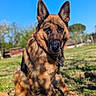 german_shepherd, dog, animal, pet, outdoor, grass, sunlight, shadow, blue_sky, nature, canine, sitting, fur, ears, collar, tag, daylight, portrait, mammal, vibrant_colors