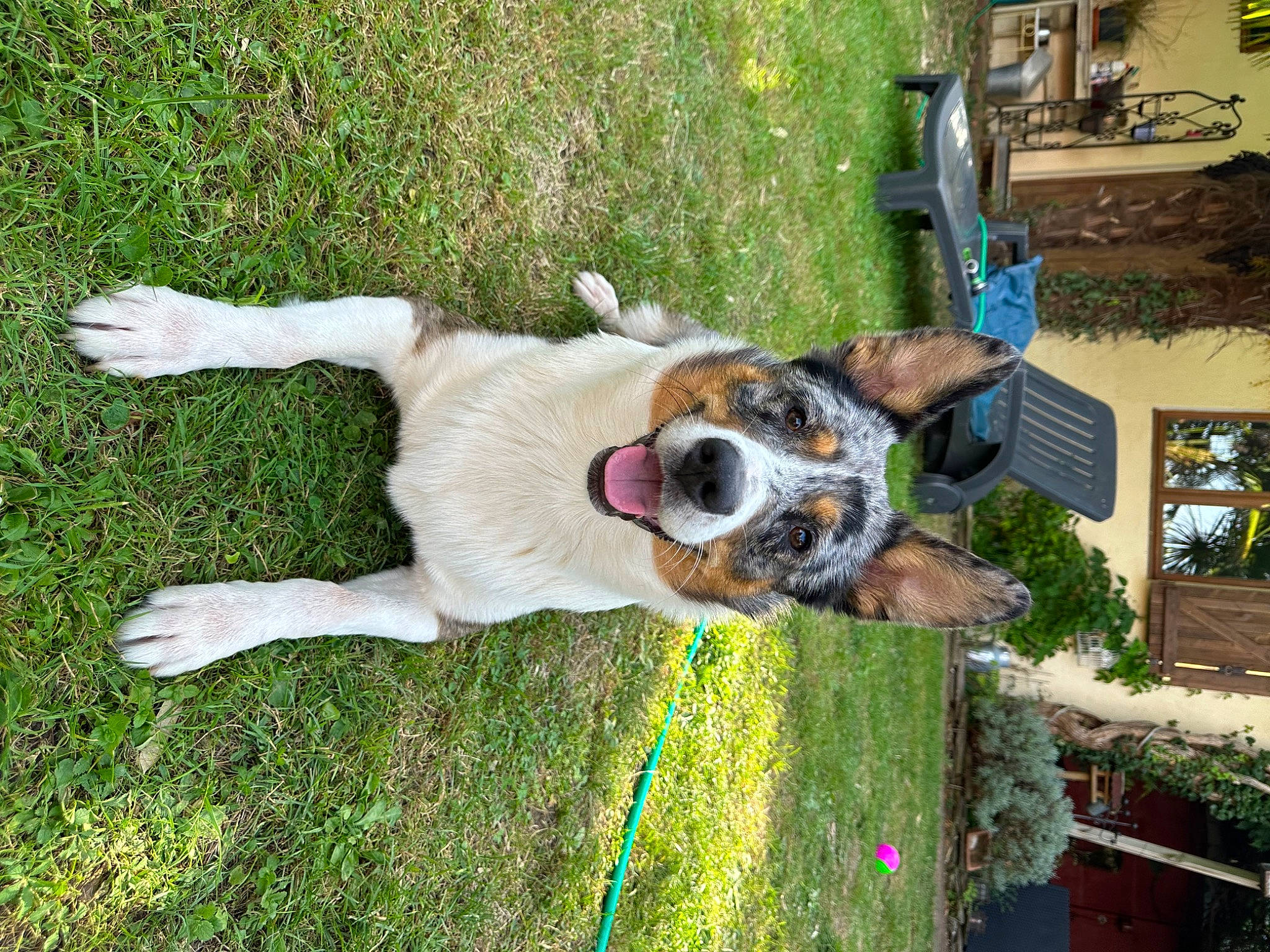 Sanka participe au concours pour gagner de l'argent avec cette photo : canidae, carnivore, collar, companion_dog, dog, dog_breed, dog_supply, fawn, grass, green, pet_supply, plant, snout, sporting_group, window, working_animal, working_dog