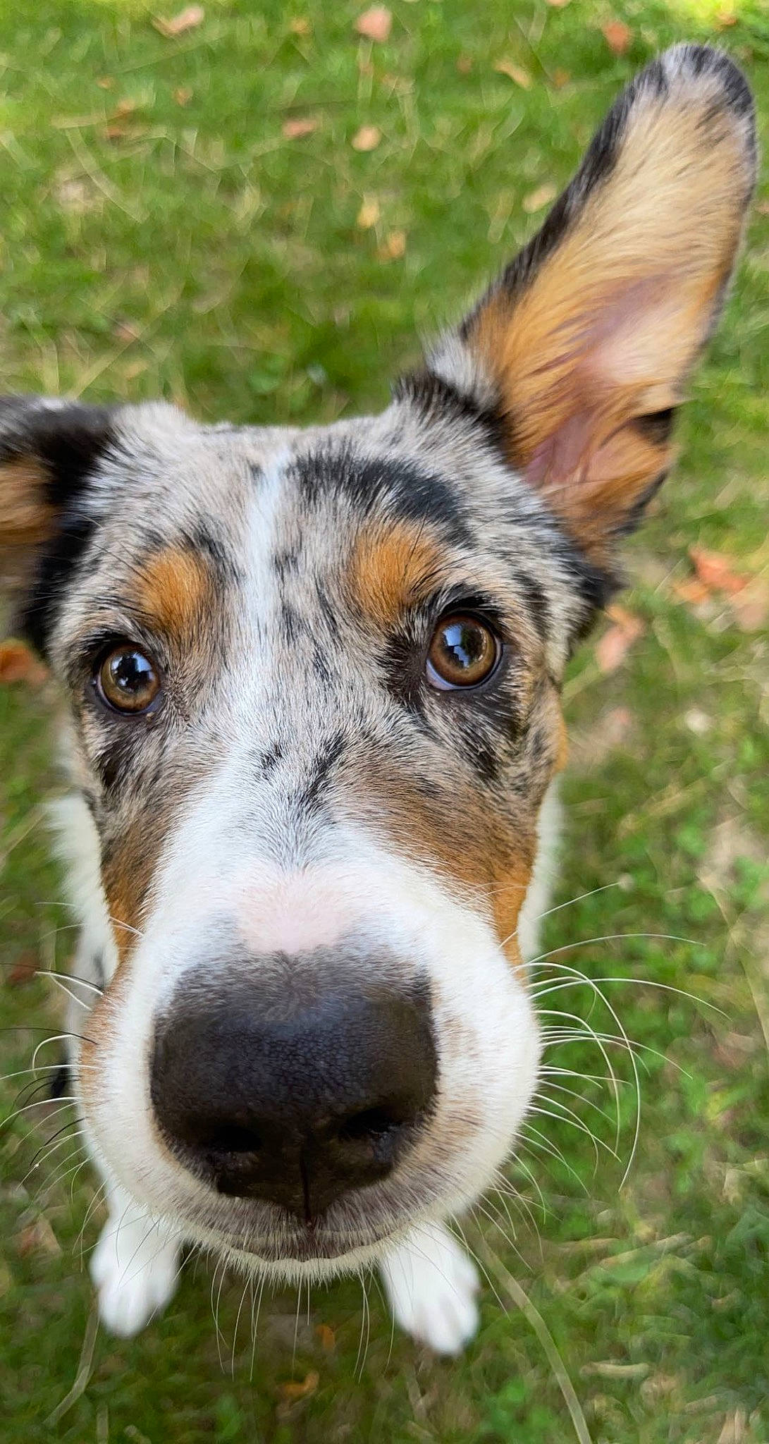 Sanka participe au concours pour gagner de l'argent avec cette photo : ancient_dog_breeds, canidae, carnivore, collar, companion_dog, dog, dog_breed, dog_collar, eye, fawn, fur, grass, head, koolie, plant, snout, sporting_group, terrestrial_animal, whiskers, working_dog