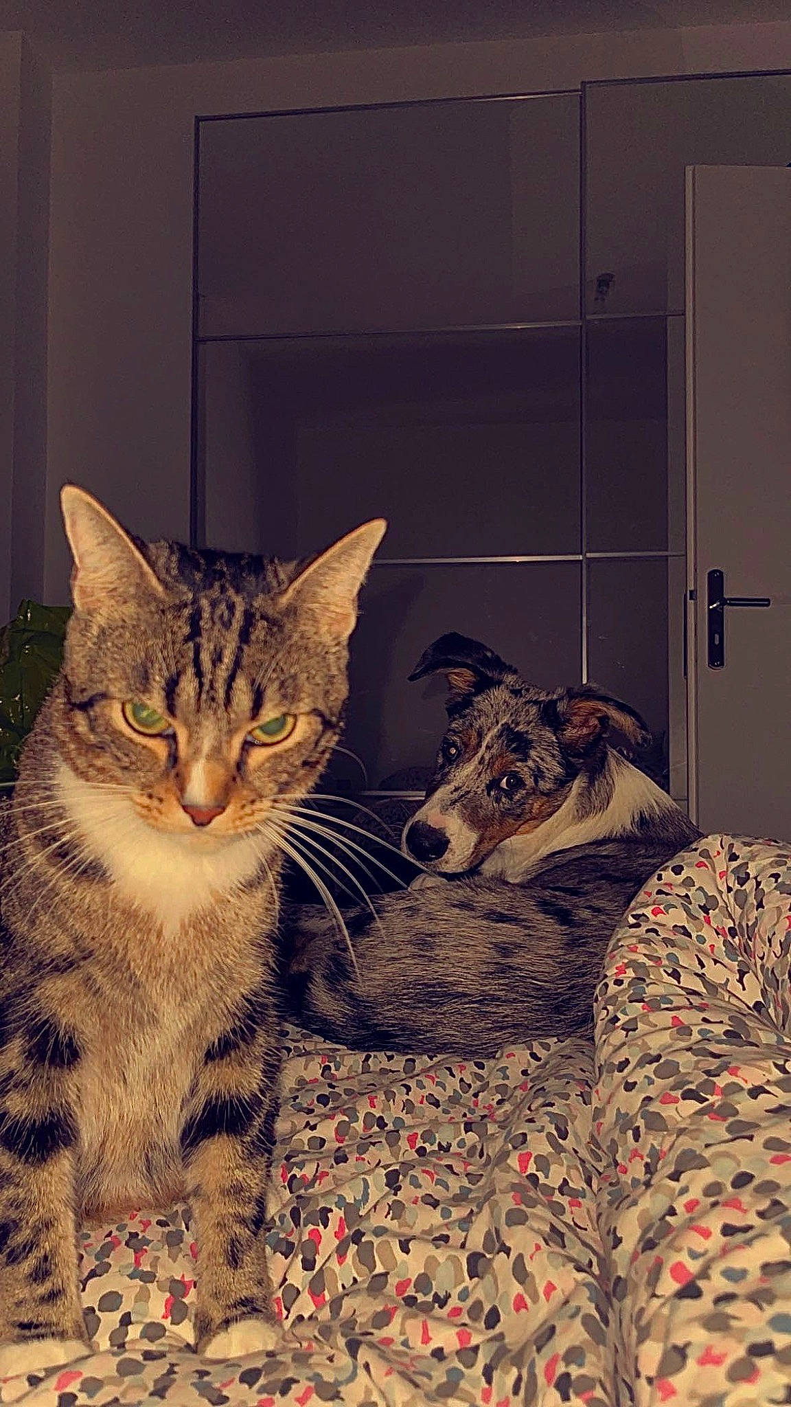 Sanka participe au concours pour gagner de l'argent avec cette photo : carnivore, cat, claw, comfort, domestic_short_haired_cat, felidae, fur, grass, pattern, paw, sitting, small_to_medium_sized_cats, snout, square, tail, tree, whiskers, wildlife, window