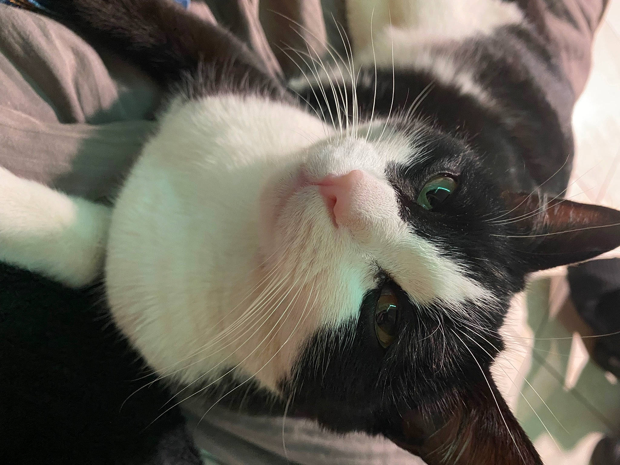 Pikachu a rejoint le concours — aidez-le/la à gagner de superbes lots ! carnivore, cat, claw, comfort, domestic_short_haired_cat, ear, eyelash, felidae, foot, fur, monochrome_photography, paw, small_to_medium_sized_cats, snout, tail, whiskers