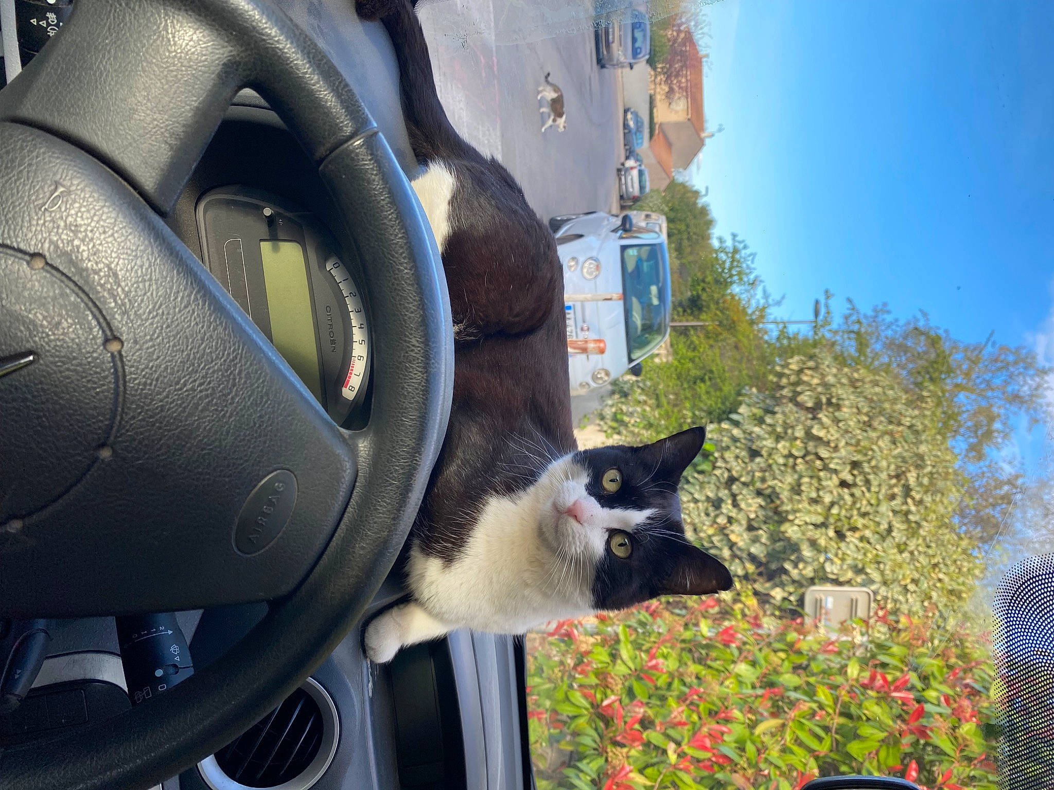 Pikachu participe au concours pour gagner de l'argent avec cette photo : auto_part, automotive_design, automotive_exterior, automotive_lighting, automotive_tire, carnivore, cat, felidae, fender, flower, grass, motor_vehicle, plant, sky, small_to_medium_sized_cats, snapshot, steering_wheel, vehicle, vehicle_door, whiskers