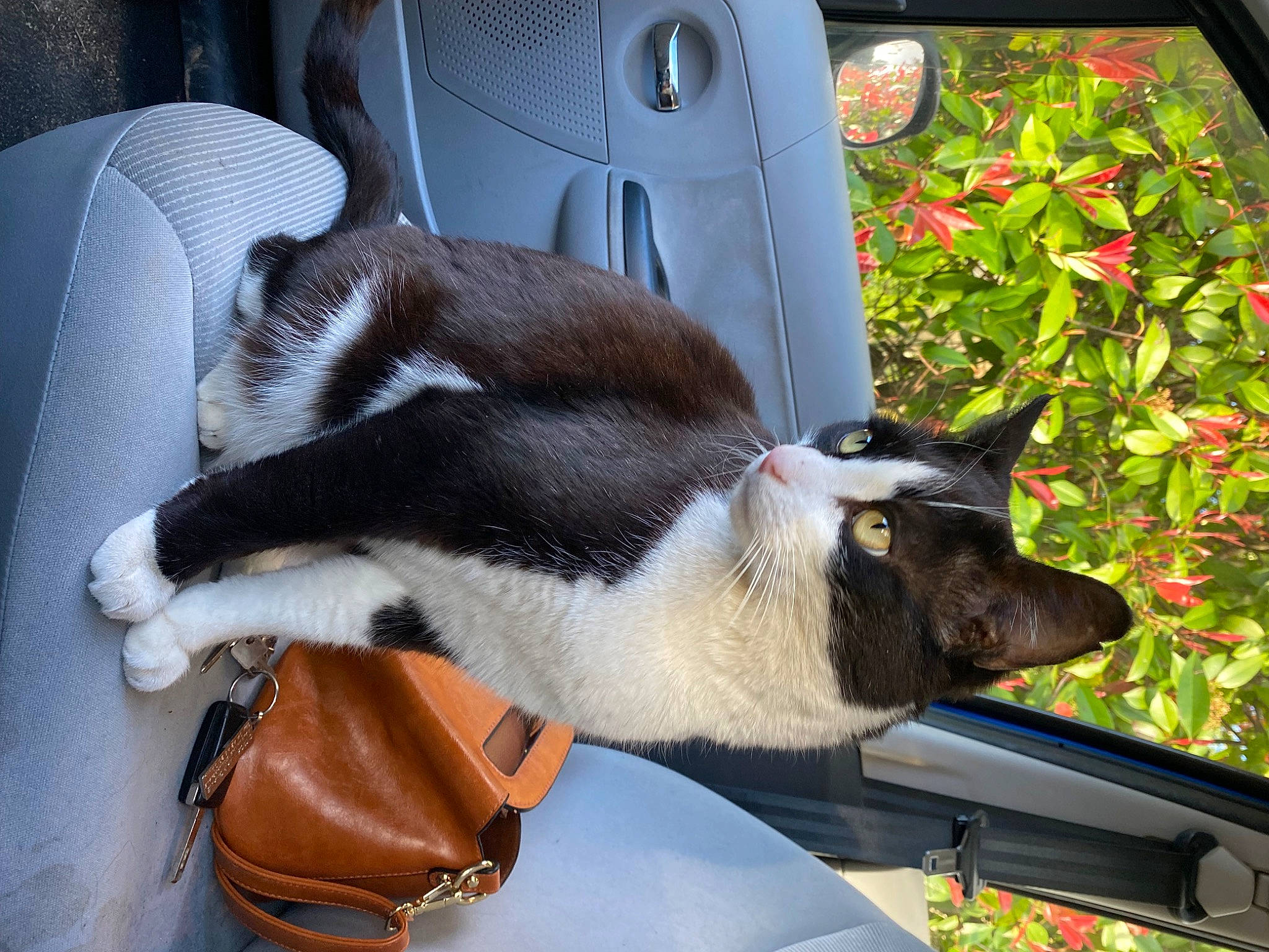 Pikachu participe au concours pour gagner de l'argent avec cette photo : bag, carnivore, cat, claw, collar, comfort, felidae, flower, fur, glass, luggage_and_bags, plant, small_to_medium_sized_cats, tail, terrestrial_animal, vehicle_door, whiskers, white, window, windshield