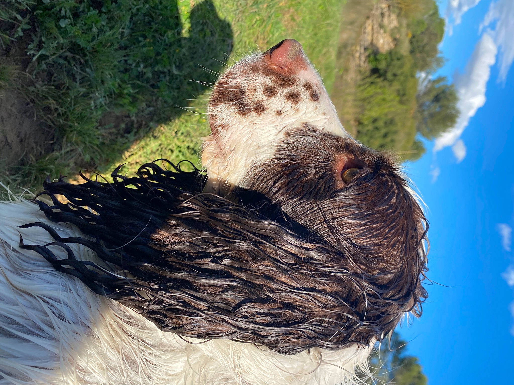 Ruby a rejoint le concours — aidez-le/la à gagner de superbes lots ! beak, cloud, dog_breed, felidae, fur, grass, pattern, plant, sky, small_to_medium_sized_cats, snout, sporting_group, tail, terrestrial_animal, tree, trunk, twig, whiskers, wildlife, wood