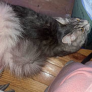 Rosie joined the competition — help win amazing prizes! animal, cat, close_up, curious, domestic, ears, feline, flooring, fluffy, fur, gray_cat, household, indoor, looking_up, mammal, pet, tail, whiskers, wooden_floor, yellow_eyes