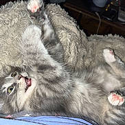 Rosie joined the competition — help win amazing prizes! kitten, cat, gray_tabby, paw, pink_paw_pads, blanket, cozy, fur, playful, cute, pet, animal, indoor, whiskers, mouth_open, lying_down, small, young, feline, curious