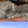 animal, arm, blanket, cat, closeup, cozy, cute, domestic_cat, fluffy, furry, grey_cat, indoor, kitten, nap, paw, pet, relaxed, resting, sleeping, whiskers
