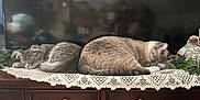 Rosie is registered to the contest to win money with this photo: cat, sleeping, resting, lace, wooden_surface, decor, ceramic_bird, greenery, indoor, feline, two_cats, gray_cat, striped_cat, cozy, peaceful, napping, pets, domestic_animal, furniture, quiet