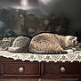 cat, sleeping, resting, lace, wooden_surface, decor, ceramic_bird, greenery, indoor, feline, two_cats, gray_cat, striped_cat, cozy, peaceful, napping, pets, domestic_animal, furniture, quiet
