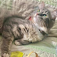 Rosie is registered to the contest to win money with this photo: animal, cat, collar, cozy, cute, fabric, fluffy, fur, gray_cat, green_eyes, home, indoor, looking_up, mammal, paws, pet, quilt, relaxed, sleepy, whiskers