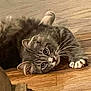 animal, cat, curious, cute, domestic_cat, ears, floor, fur, gray_cat, indoor, lying_down, mammal, paws, pet, playful, relaxed, tabby, whiskers, wide_eyes, wooden_floor