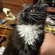 Boots joined the competition — help win amazing prizes! cat, black_cat, white_fur, whiskers, pet, indoor, furniture, wooden, person, lap, close_up, animal, fur, looking_up, cozy, home, domestic, cute, mammal, whisker