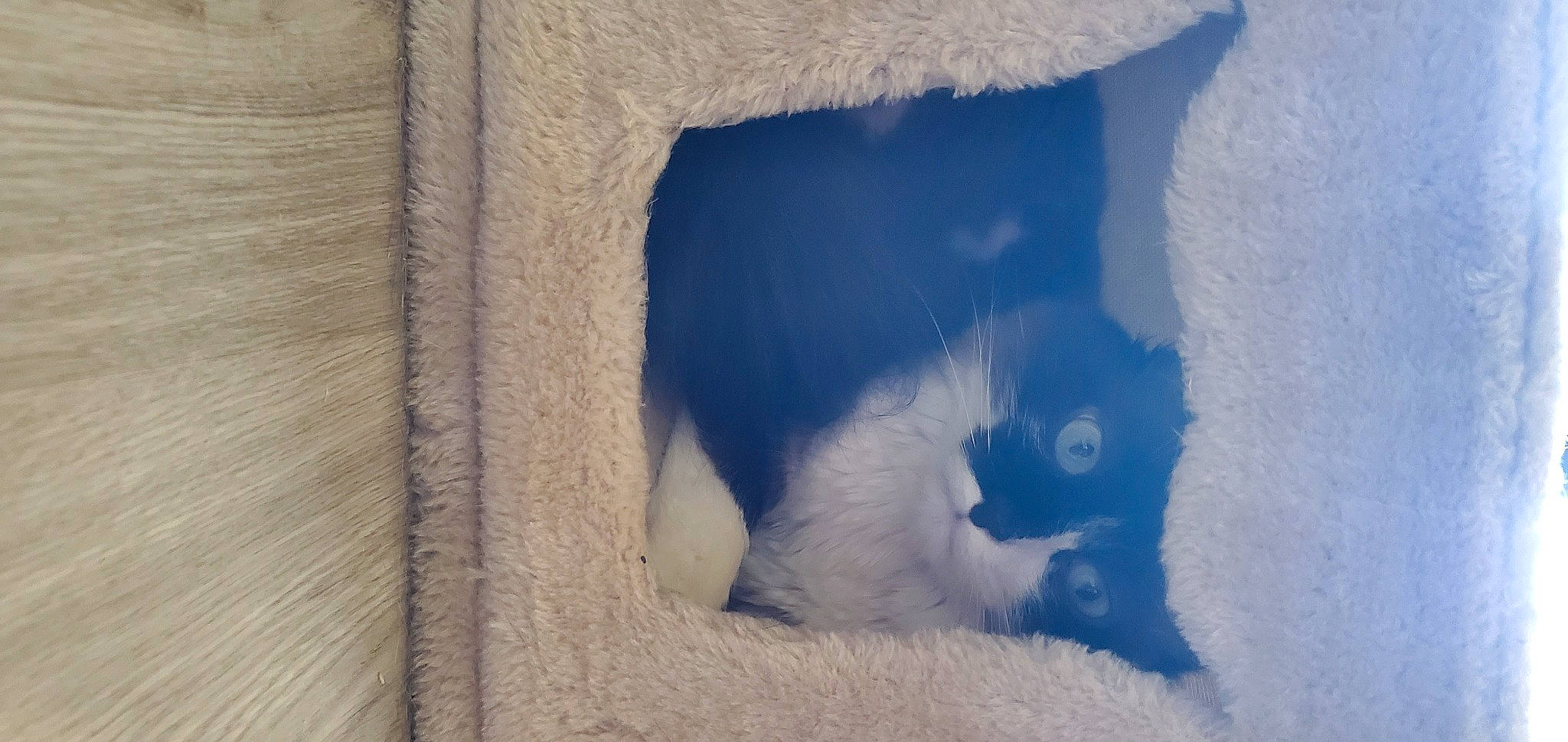 Yoshi participe au concours pour gagner de l'argent avec cette photo : arctic, canidae, carnivore, cat, cumulus, domestic_short_haired_cat, felidae, freezing, fur, ice_cap, polar_ice_cap, ragdoll, small_to_medium_sized_cats, snow, tail, tints_and_shades, whiskers, window, winter, wood