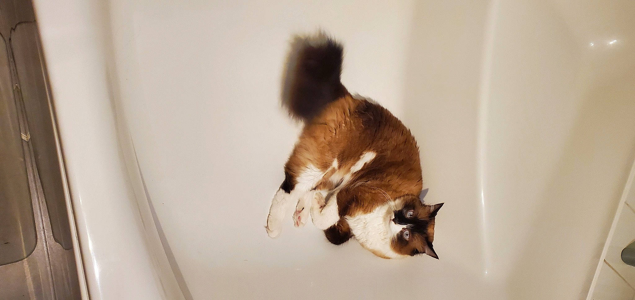 Yoshi participe au concours pour gagner de l'argent avec cette photo : carnivore, cat, claw, domestic_short_haired_cat, fawn, felidae, flooring, fur, hardwood, room, small_to_medium_sized_cats, tail, whiskers, window, wood