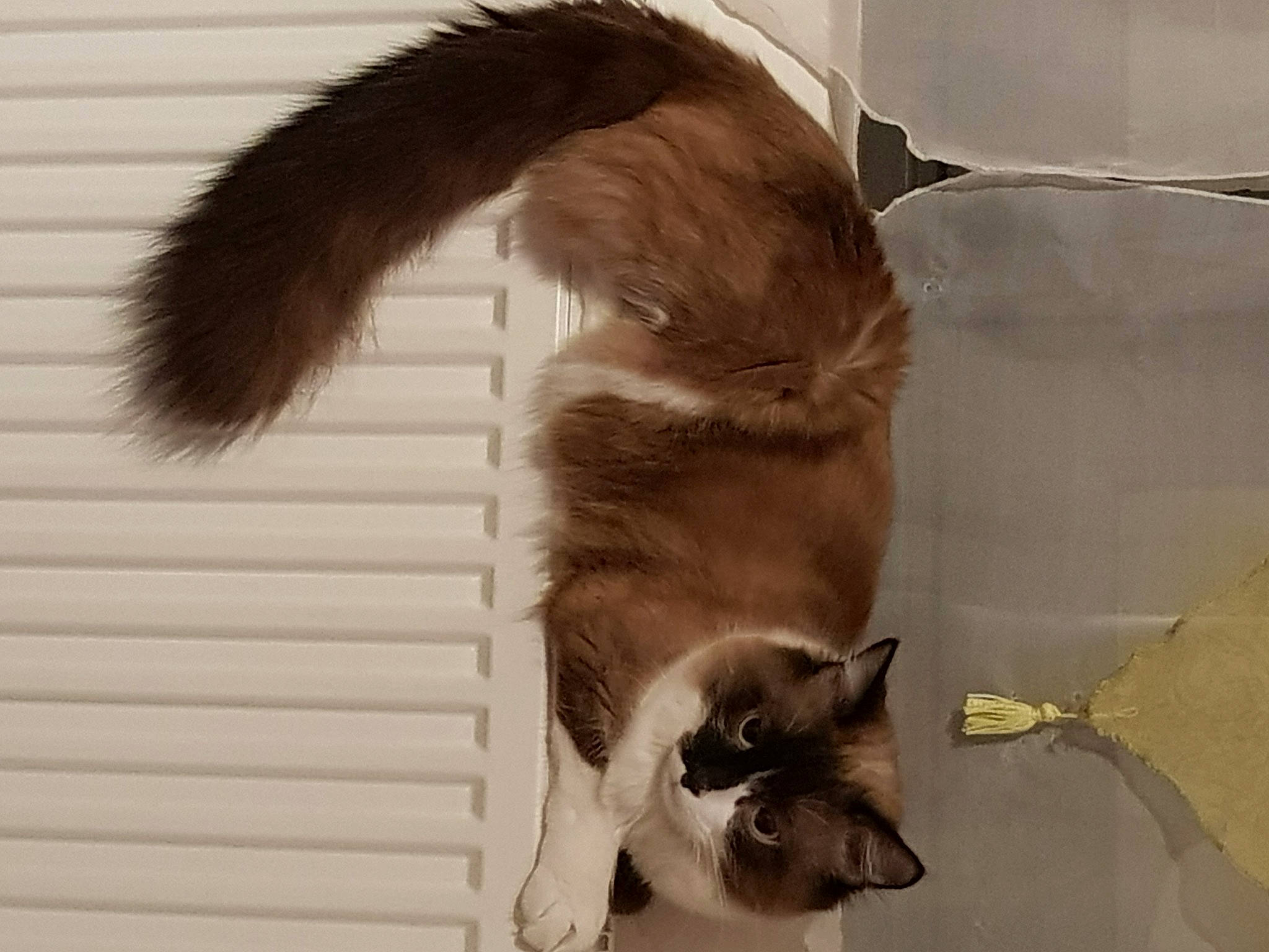 Yoshi participe au concours pour gagner de l'argent avec cette photo : balinese, canidae, carnivore, cat, claw, companion_dog, dog_breed, domestic_short_haired_cat, fawn, felidae, flooring, fur, liver, paw, small_to_medium_sized_cats, tail, thai, whiskers, window, wood