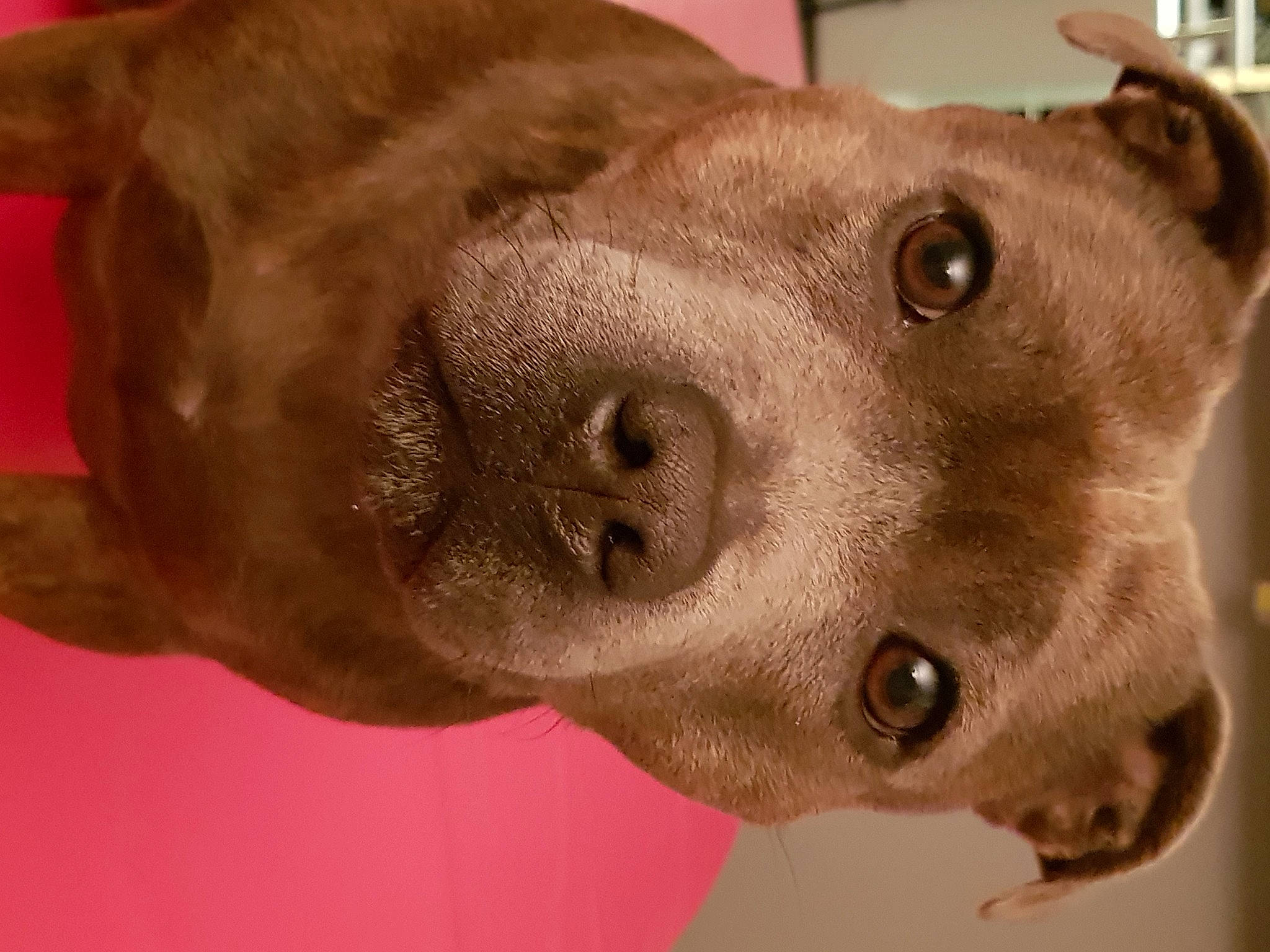 Ora participe au concours pour gagner de l'argent avec cette photo : canidae, carnivore, collar, dog, dog_breed, ear, fawn, fur, jaw, liver, metal, non_sporting_group, sculpture, selfie, snout, sporting_group, whiskers, window, working_animal