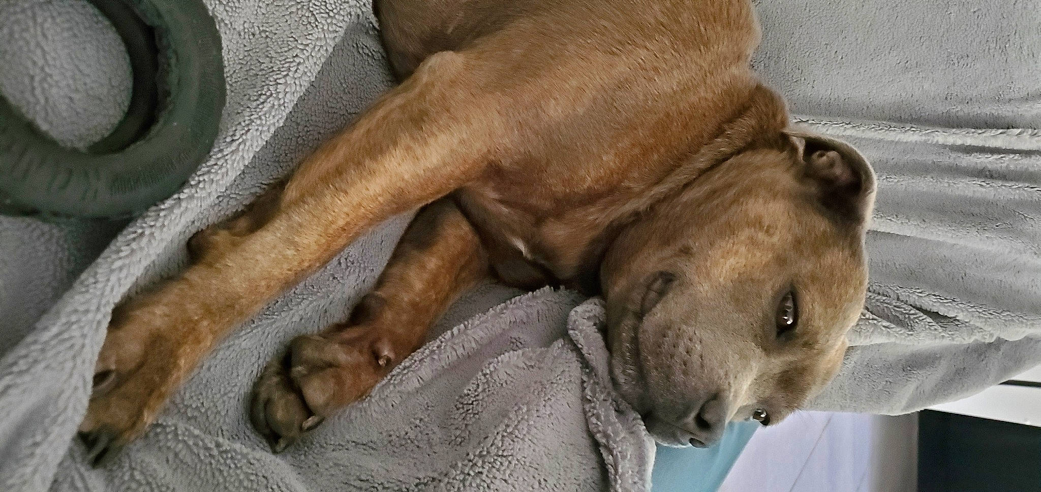 Ora a rejoint le concours — aidez-le/la à gagner de superbes lots ! canidae, carnivore, collar, comfort, companion_dog, dog, dog_breed, ear, fawn, fur, liver, non_sporting_group, paw, puppy, snout, sporting_group, terrestrial_animal, whiskers, working_animal, wrinkle