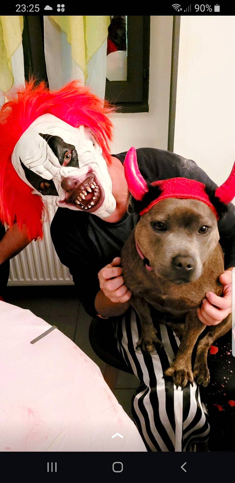 Ora participe au concours pour gagner de l'argent avec cette photo : carnivore, companion_dog, costume, dog, dog_breed, dog_clothes, dog_collar, event, fashion_accessory, fun, fur, guard_dog, happy, hat, leash, personal_protective_equipment, picture_frame, selfie, wig, working_animal