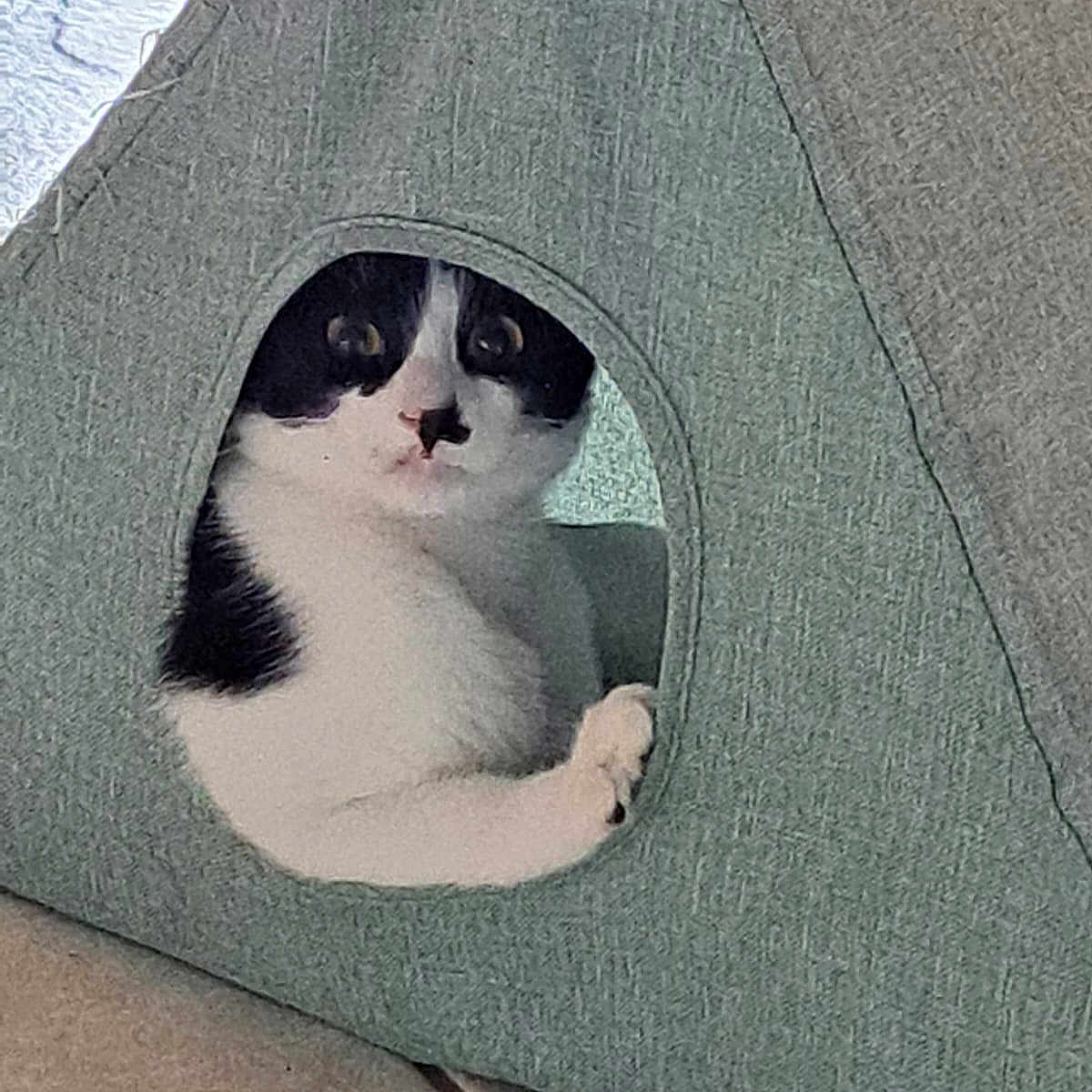 Aglaë a rejoint le concours — aidez-le/la à gagner de superbes lots ! animal, black_and_white, cat, cozy, curious, cute, fabric, feline, floor, hideout, home, indoor, looking, paw, peeking, pet, resting, tile_floor, triangle, wide_eyes