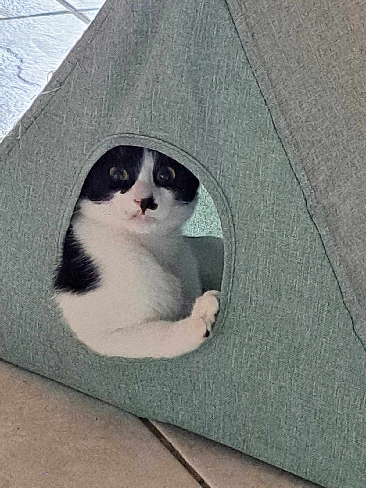 Aglaë a rejoint le concours — aidez-le/la à gagner de superbes lots ! cat, black_and_white, curious, indoor, pet, triangle, fabric, hideout, cozy, floor, tile_floor, paw, resting, cute, animal, feline, home, looking, wide_eyes, peeking