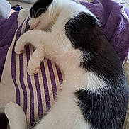 Aglaë participe au concours pour gagner de l'argent avec cette photo : cat, sleeping, black_and_white, fur, paw, striped_fabric, purple, white, pet, animal, close_up, relaxation, cozy, indoor, resting, cute, whiskers, soft, nap, comfort