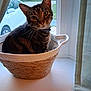 cat, tabby_cat, basket, window, windowsill, outdoor, car, curious, pet, domestic_animal, feline, fur, collar, greenery, daylight, home, cozy, animal, indoor, quiet