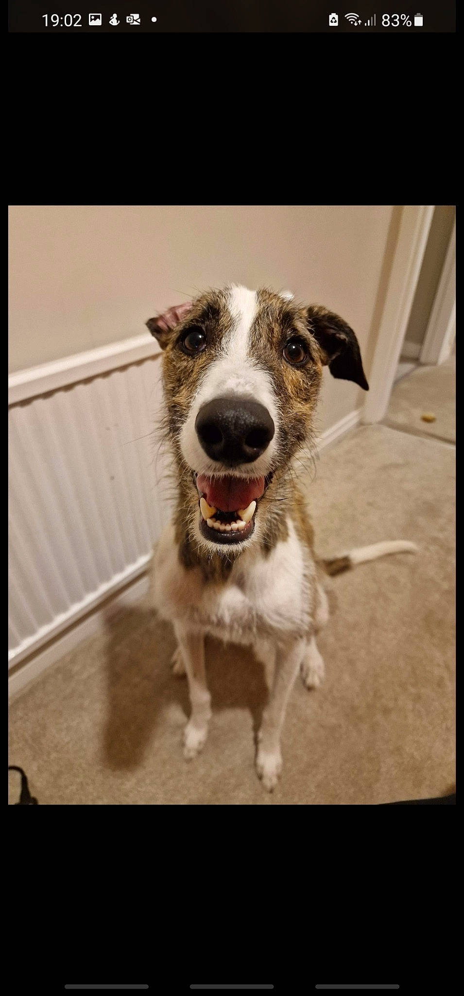 Molly joined the competition — help win amazing prizes! canidae, carnivore, collar, companion_dog, dog, dog_breed, dog_collar, fur, metal, rectangle, snout, sporting_group, square, whiskers, working_animal, working_dog