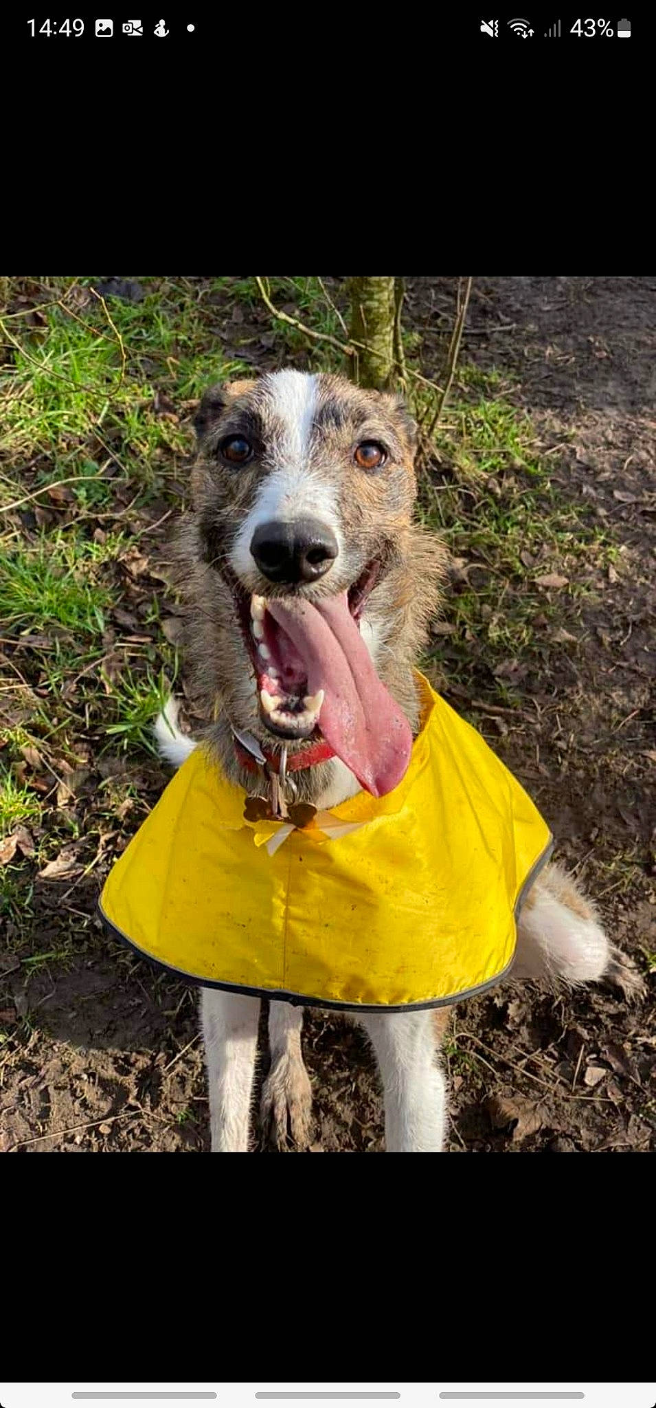 Molly joined the competition — help win amazing prizes! art, canidae, carnivore, collar, companion_dog, dog, dog_breed, dog_clothes, dog_collar, dog_supply, grass, pet_supply, rampur_greyhound, sighthound, smile, snout, sporting_group, terrestrial_animal, working_animal, working_dog