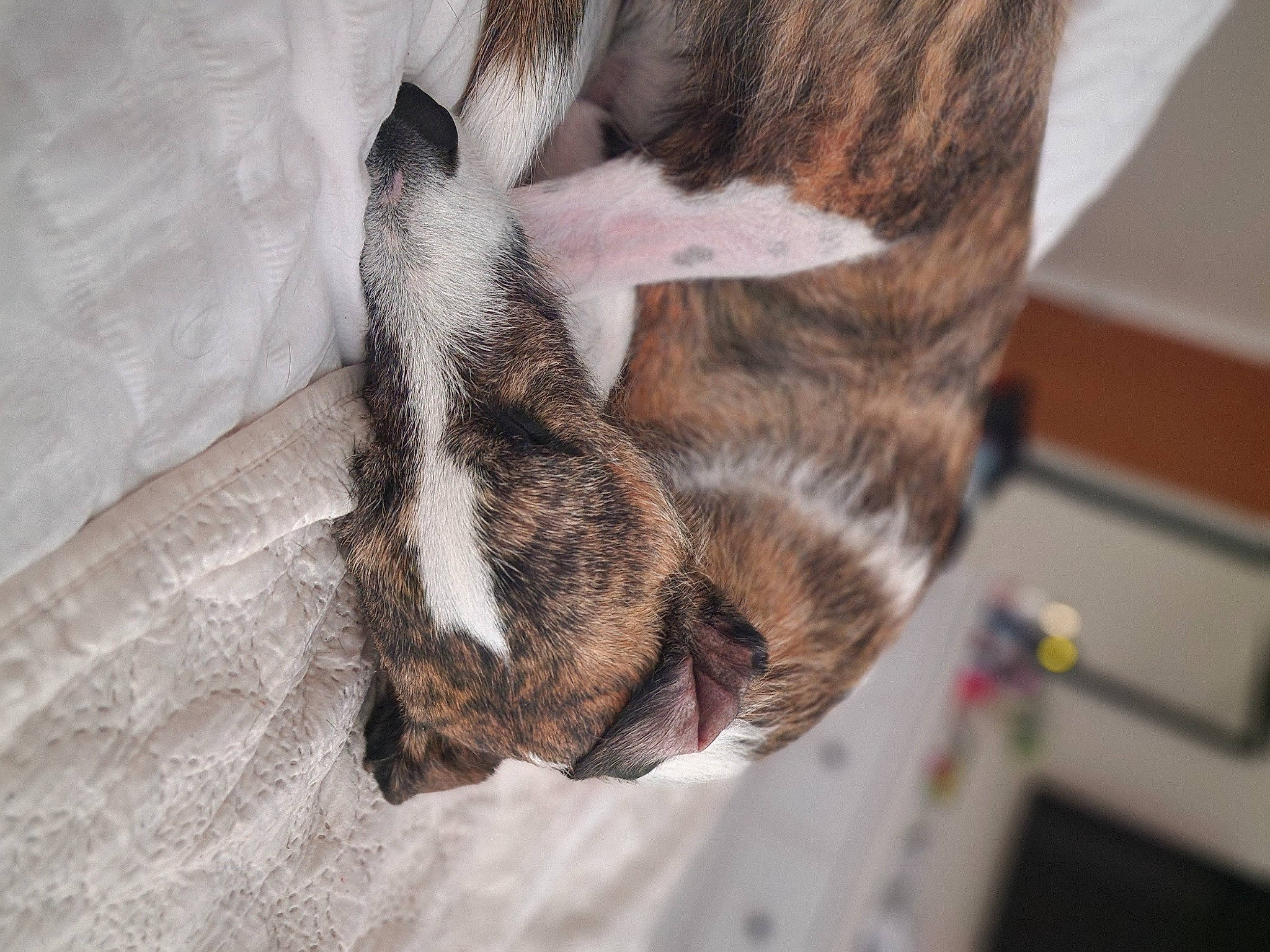 Molly joined the competition — help win amazing prizes! canidae, carnivore, cat, claw, comfort, dog_breed, domestic_short_haired_cat, ear, fawn, felidae, fur, linens, paw, small_to_medium_sized_cats, snout, sporting_group, tail, whiskers