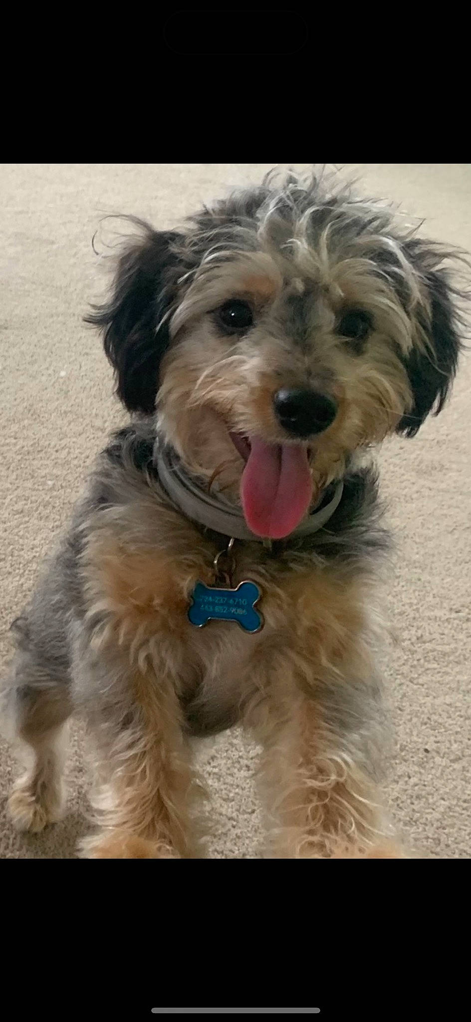 Jaxx joined the competition — help win amazing prizes! canidae, carnivore, collar, companion_dog, dog, dog_breed, dog_collar, dog_supply, fur, leash, maltepoo, non_sporting_group, small_terrier, snout, sporting_group, terrier, toy_dog, water_dog, working_animal, yorkipoo