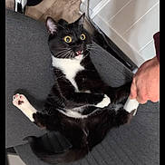 Wednesday joined the competition — help win amazing prizes! cat, tuxedo_cat, wide_eyes, surprised_expression, open_mouth, paws, paw_pads, whiskers, chair, stool, human_hand, indoor, furniture, fur, pet, domestic_animal, playful, screenshot_ui, top_view, portrait