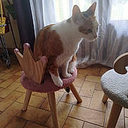 Umber participe au concours pour gagner de l'argent avec cette photo : cat, calico, stool, wooden_stool, pink_cushion, indoor, curtains, window, tiled_floor, home_interior, pet, animal, feline, fur, sitting, chair, natural_light, cozy, decor, curious