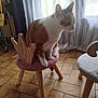 cat, calico, stool, wooden_stool, pink_cushion, indoor, curtains, window, tiled_floor, home_interior, pet, animal, feline, fur, sitting, chair, natural_light, cozy, decor, curious