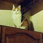 Umber a rejoint le concours — aidez-le/la à gagner de superbes lots ! animal, calico, calm, cat, cozy, curious, dim_light, domestic, feline, fur, grainy, high_place, indoor, looking, perched, pet, portrait, quiet, shadow, wooden_cabinet