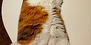 Umber participe au concours pour gagner de l'argent avec cette photo : cat, orange, white, fluffy, sleeping, relaxed, table, indoor, pet, animal, fur, cute, domestic, resting, cozy, whiskers, paw, closeup, mammal, laid_back