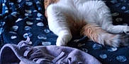 Umber participe au concours pour gagner de l'argent avec cette photo : animal, bed, blanket, cat, comfort, cozy, cute, domestic, fleece, fluffy, fur, indoor, mammal, orange_cat, pet, relaxed, resting, sleepy, sprawled, white_cat