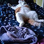 Umber participe au concours pour gagner de l'argent avec cette photo : cat, orange_cat, white_cat, pet, bed, blanket, fleece, indoor, relaxed, resting, cozy, fur, animal, mammal, sleepy, sprawled, comfort, domestic, cute, fluffy