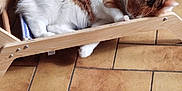 Umber participe au concours pour gagner de l'argent avec cette photo : animal, calico, cat, comfort, cozy, cute, domestic, feline, floor, fur, household, indoor, pet, quiet, relaxing, resting, sleeping, small_furniture, tile_floor, wooden_chair