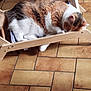 Umber participe au concours pour gagner de l'argent avec cette photo : cat, calico, feline, resting, wooden_chair, floor, tile_floor, indoor, pet, sleeping, cozy, fur, animal, cute, domestic, household, relaxing, small_furniture, quiet, comfort