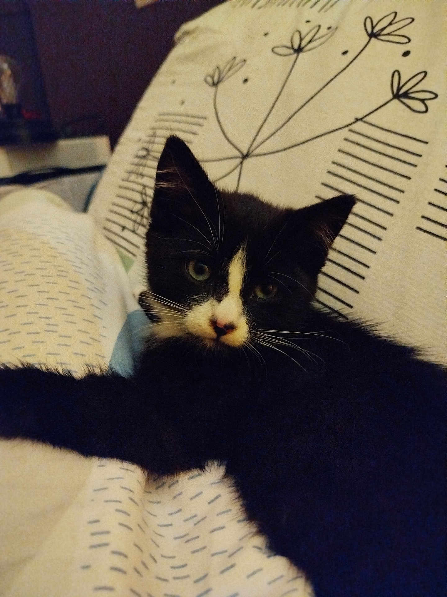 Astro a rejoint le concours — aidez-le/la à gagner de superbes lots ! kitten, cat, black_and_white, pet, indoor, bedspread, pattern, cozy, feline, whiskers, cute, resting, animal, young_cat, domestic_cat, soft_lighting, close_up, laying_down, curious, home