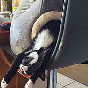 Astro participe au concours pour gagner de l'argent avec cette photo : cat, black_and_white, stretching, cat_cave, chair, indoor, cozy, furniture, relaxed, paws, home, kitchen, bottle, jar, wooden_furniture, tile_floor, fur, pet, sleepy, cute